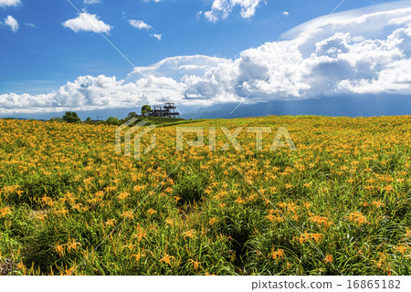 滿山遍野的金針花 滿山遍野的金針花 16865182