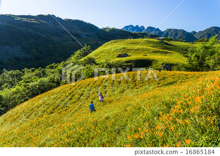 滿山遍野的金針花 滿山遍野的金針花 16865184