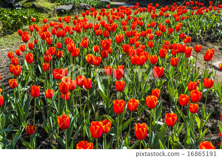 鬱金香花海 16865191
