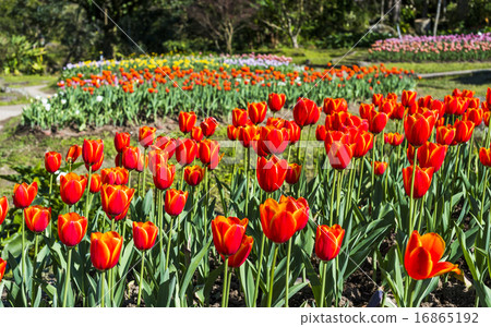 鬱金香花海 鬱金香花海 16865192
