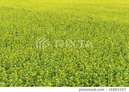 油菜花花海 油菜花花海 16865207