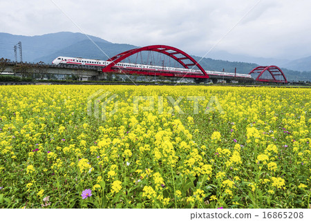 鐵道下的油菜花花海 16865208
