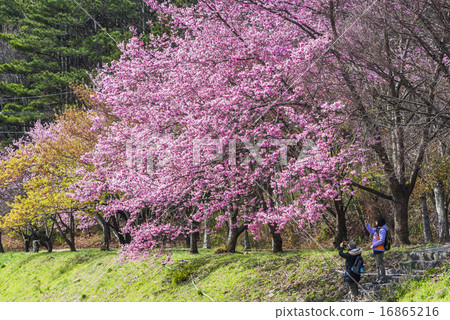 台灣台中的武陵農場櫻花季 16865216