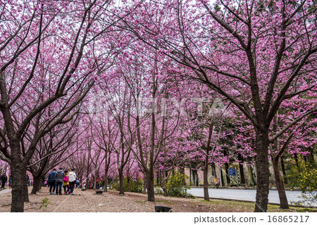 台灣台中的武陵農場櫻花季 台灣台中的武陵農場櫻花季 16865217