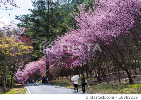 台灣台中的武陵農場櫻花季 16865219