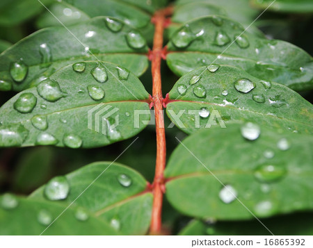 葉雨滴 16865392