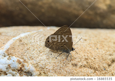 Beautiful Butterfly 16865535