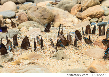 Beautiful Butterfly 16865546