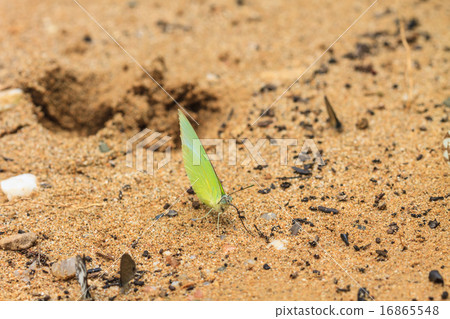 Beautiful Butterfly 16865548