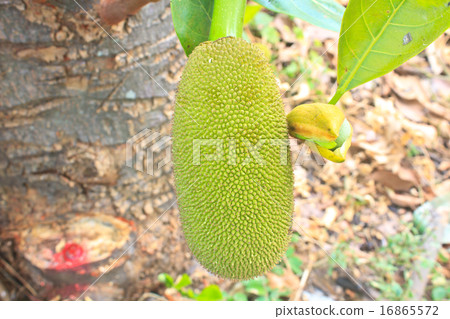 jackfruit 16865572