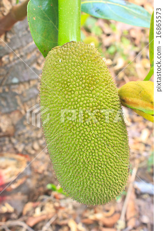 jackfruit 16865573