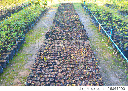 Green sprout growing from seed 16865600