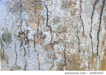 Tree trunk texture Tree trunk texture 16865605