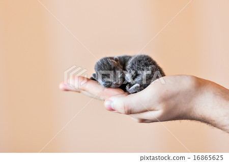 Blue british kitten in men's hand Blue british kitten in men's hand 16865625