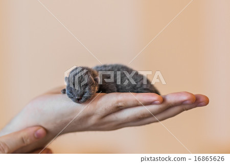 Blue british kitten in men's hand Blue british kitten in men's hand 16865626
