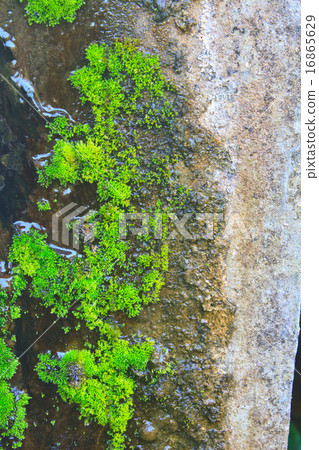 Old wall with moss and various stains 16865629