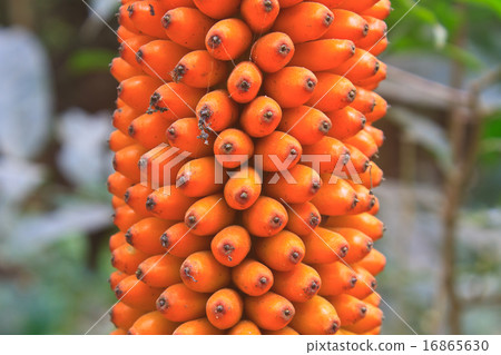 Flora in Thailand Flora in Thailand 16865630