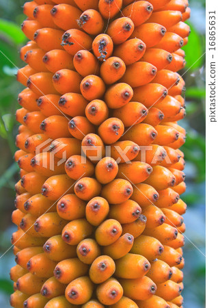 Flora in Thailand Flora in Thailand 16865631