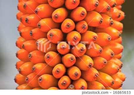 Flora in Thailand 16865633