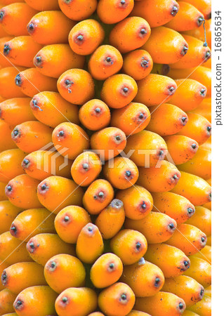 Flora in Thailand Flora in Thailand 16865634