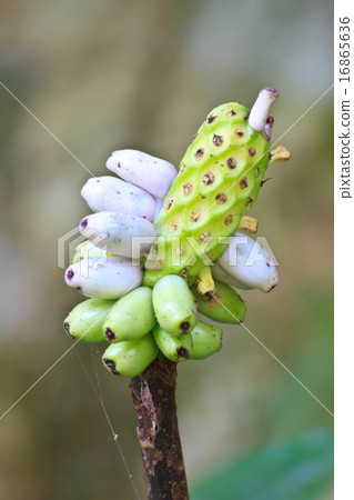 Flora in Thailand 16865636