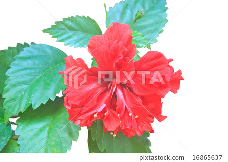Flower from Thailand 16865637