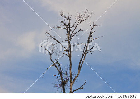dead tree on sky background dead tree on sky background 16865638