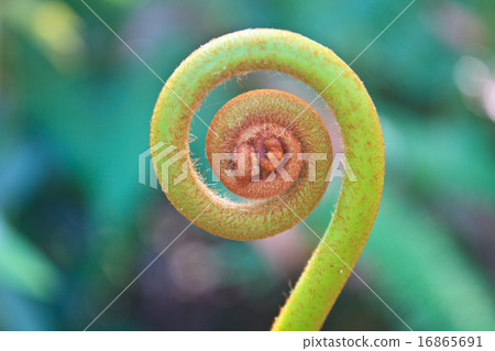 fern leaf fern leaf 16865691
