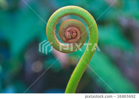 fern leaf 16865692