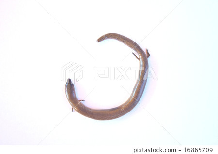 reptile from Thailand 16865709