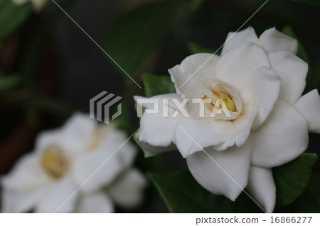 Gardenia flower　 16866277