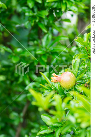 Pomegranate fruit that swelled Pomegranate fruit that swelled 16866296