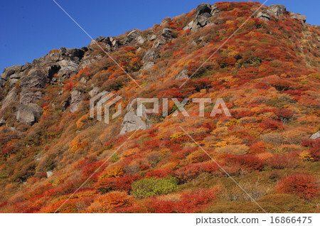 秋天的樹葉 16866475