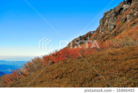 秋天的樹葉 16866485