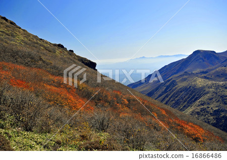 Autumn leaves 16866486