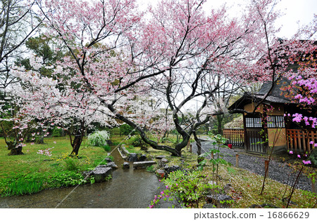 Kyoto  16866629