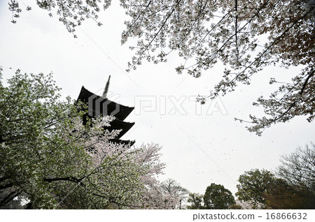 Kyoto  16866632