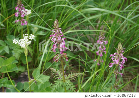 Yotsuba Shogama 16867218