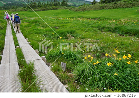 樹的路徑 16867219