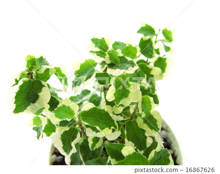 Pumira觀葉植物 Pumira觀葉植物 16867626