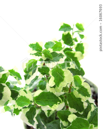 Pumira觀葉植物 16867693