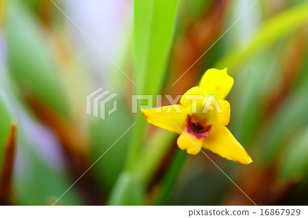 Maxillary and Valiabilis 16867929