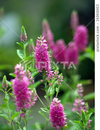 Flowers of Bero 16868003