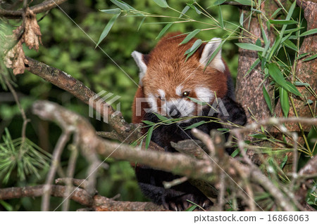 Red Panda close up portrait Red Panda close up portrait 16868063