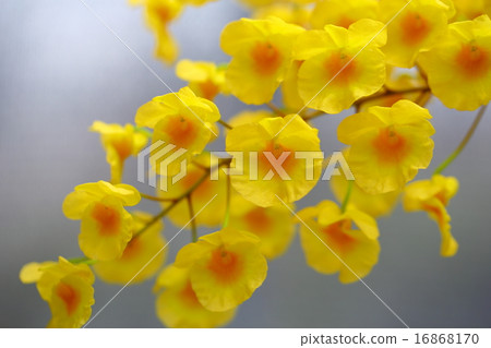 Dendrobium · Lindlyi 16868170