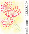 Red flower cluster amaryllis 16868294