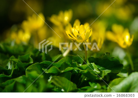 yellow spring flowers in the garden, soft focus 16868303