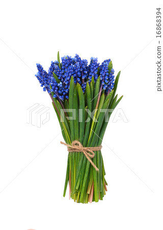 First springs flowers bouquet isolated on white First springs flowers bouquet isolated on white 16868394
