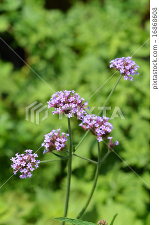 Yanagi Hanagasa(Yanagi-kasa) Yanagi Hanagasa(Yanagi-kasa) 16868608