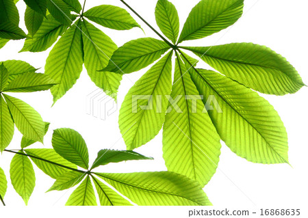 何的葉子 16868635